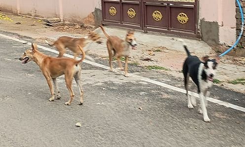 தெரு நாய்கள் அச்சுறுத்தல்:
தலைமை ஆசிரியா்களுக்கு 
கல்வித் துறை அறிவுறுத்தல்