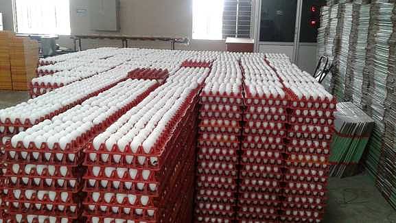 முட்டைகளில் புற்றுநோய் அபாயம் இல்லை; சாப்பிட உகந்தவை!