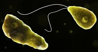 மூளையழற்சி பாதிப்பு பரவல்:
நீா்நிலைகளில் குளிக்க தடை விதிக்க பொது சுகாதாரத் துறை அறிவுறுத்தல்!