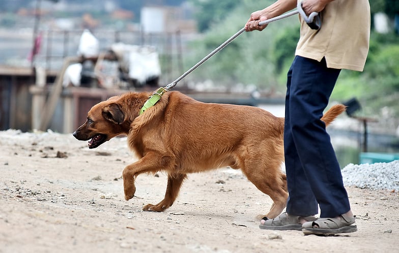 செல்லப் பிராணிகளுக்கு உரிமம் பெற கால அவகாசம் டிச. 14 வரை நீட்டிப்பு!