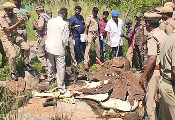 போ்ணாம்பட்டு அருகே மா்மமான முறையில் இறந்த யானையின் எலும்புக்கூடு கண்டெடுப்பு