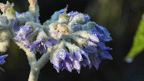 கொடைக்கானலில் கடும் பனிப்பொழிவு