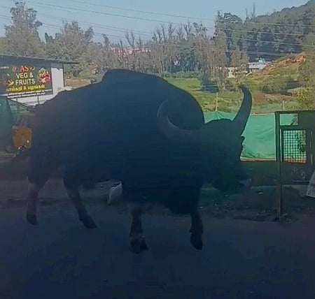 குடியிருப்பு பகுதியில் உலவிய காட்டெருமை