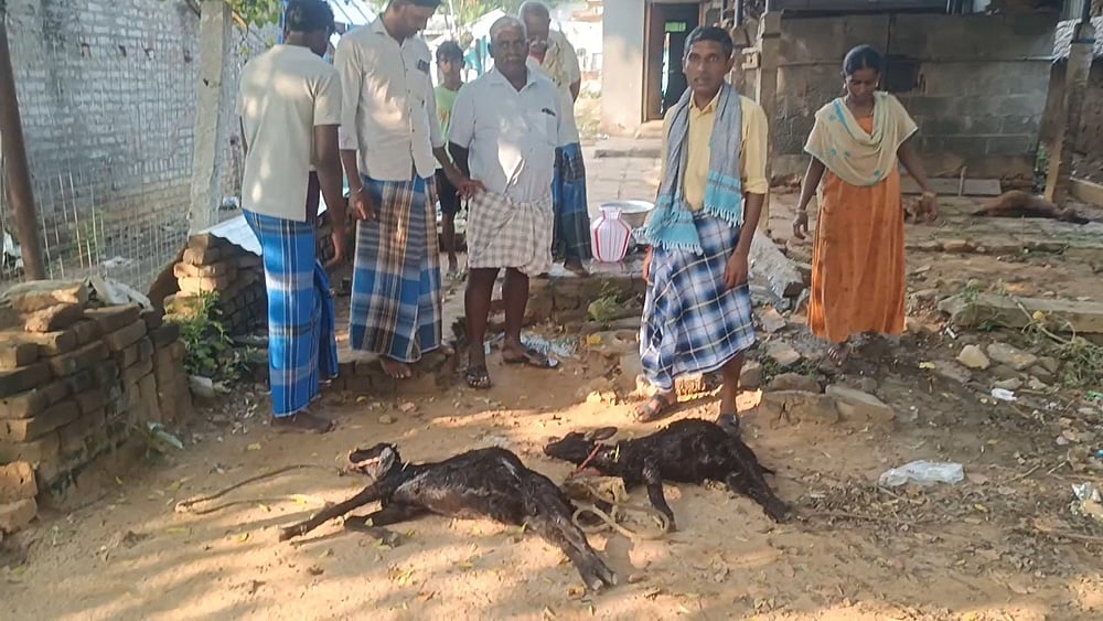 தெருநாய்கள் கடித்ததில் 6  ஆடுகள் பலி: நாளுக்கு நாள் அதிகரிக்கும் தெரு நாய்களின் தாக்குதல்!