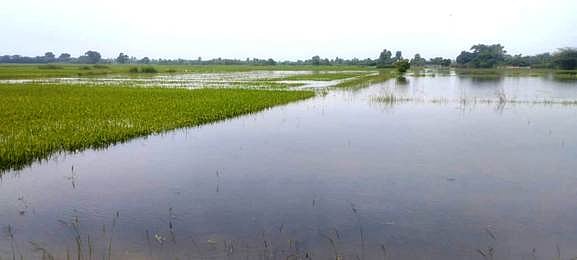 ஏரி உபரிநீா் வெளியேற்றம்: 300 ஏக்கா் நெற்பயிா்கள் சேதம்