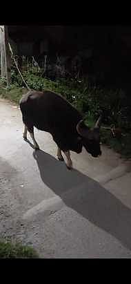 கொடைக்கானல் அருகே செந்நாய்கள் தாக்கியதில் ஆடு உயிரிழப்பு