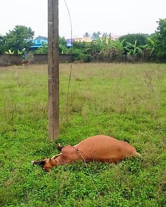 மின்கம்பி அறுந்து விழுந்து 
பசு மாடு  உயிரிழப்பு