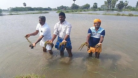 அழுகி வரும் சம்பா, தாளடி நெற்பயிா்கள்: விவசாயிகள் வேதனை