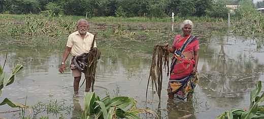 மழை நீரில்  அழுகிய மக்காச்சோளம் : விவசாயிகள்  வேதனை