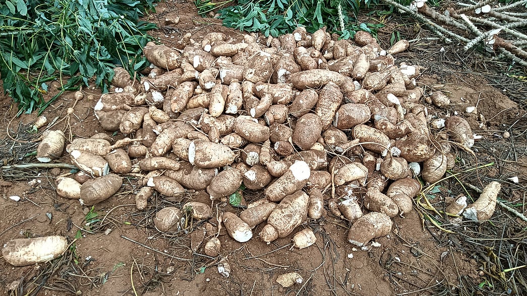 மரவள்ளிக் கிழங்கு விலை சரிவு: விவசாயிகள் கவலை! டன்னுக்கு ரூ.500 வரை குறைந்தது!