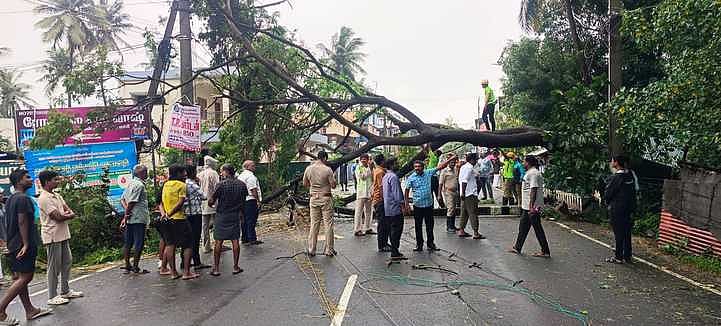 சாலையில் முறிந்து விழுந்த மரம்