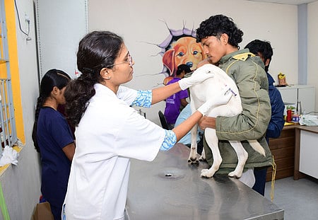 மாநகராட்சியில் உரிமம் பெறாத 98,000 வளர்ப்பு நாய்கள்: இன்றுமுதல் அபராதம் விதிக்க குழுக்கள் அமைப்பு!