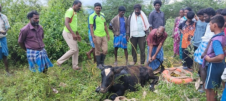 கிணற்றில் தவறி விழுந்த பசு உயிருடன் மீட்பு
