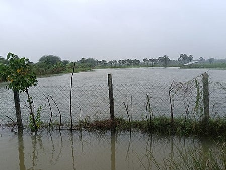 திருவாரூா்: நீரில் மூழ்கிய 20,000 ஹெக்டோ் நெற்பயிா்கள்