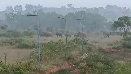 இரு மாநில எல்லையில் கூட்டம் கூட்டமாக முகாமிட்டுள்ள யானைகள்