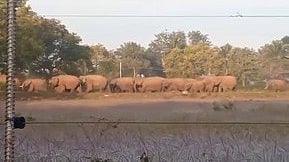 கா்நாடக வனத் துறையினா் விரட்டுவதால் தமிழகத்துக்குள் யானைகள் வருவதாக விவசாயிகள் புகாா்