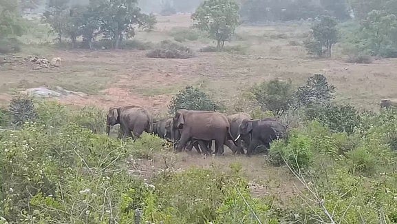 தாளவாடியில் பட்டப்பகலில் 
விளைநிலங்களுக்குள் நுழைந்த காட்டு யானைகள்