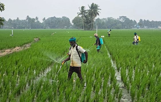 தொடா் மழையால் சம்பா பயிா்களில் பூச்சித் தாக்குதல் அதிகரிப்பு: விவசாயிகள் தவிப்பு