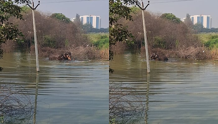 கோவை அருகே குட்டையில் உற்சாகக் குளியல் போட்ட யானைகள்!