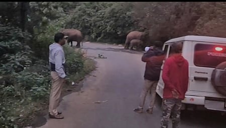 மஞ்சூா்-கெத்தை சாலையில் யானைகள் நடமாட்டம்:
வாகன ஓட்டிகள் கவனமாகச் செல்ல வனத் துறை அறிவுறுத்தல்