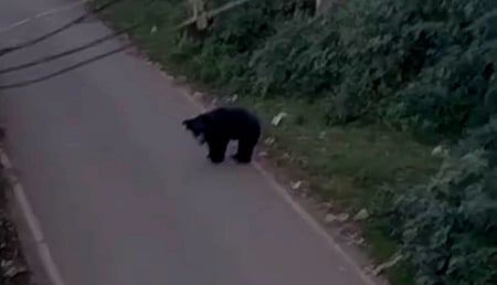 குடியிருப்பு சாலையில் உலவிய கரடி