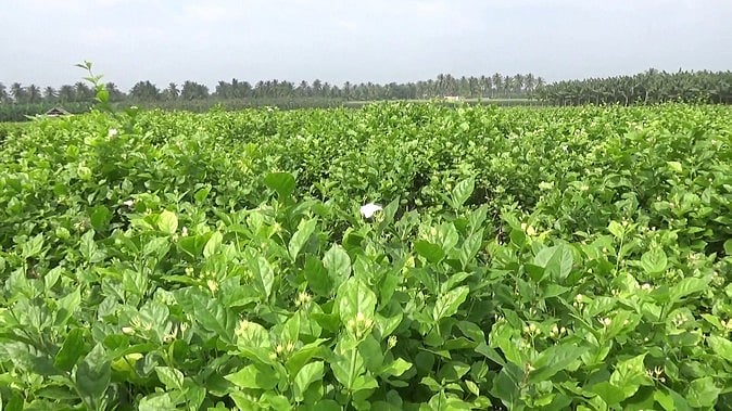 கடும் பனிப்பொழி: ஒரு கிலோ மல்லிகைப் பூ ரூ.2,540-க்கு விற்பனை!