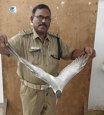 காயமடைந்த அரியவகை சிவப்பு மூக்கு ஆளான் பறவை மீட்பு