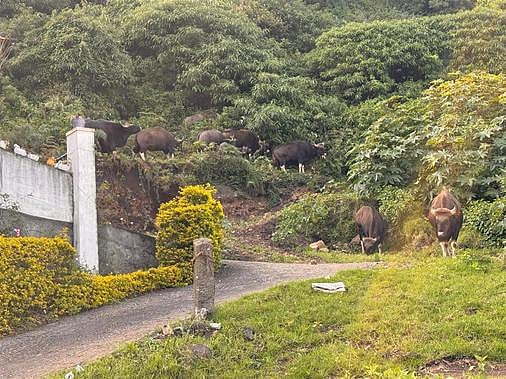 கொடைக்கானல் அருகே  சாலையில் காட்டு மாடுகள் உலா