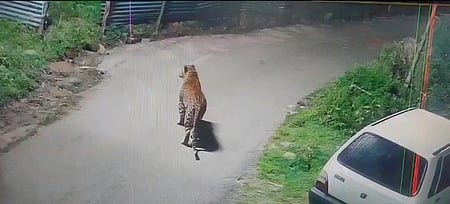 உதகை அருகே சிறுத்தை நடமாட்டம்