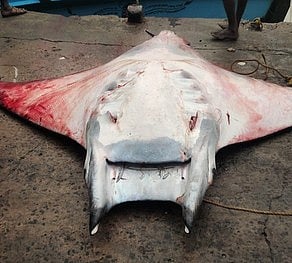 500 கிலோ எடைகொண்ட  கோட்டான் திருக்கை மீன்