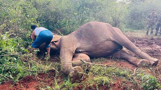 வருஷநாடு வனப் பகுதியில் யானை உயிரிழப்பு