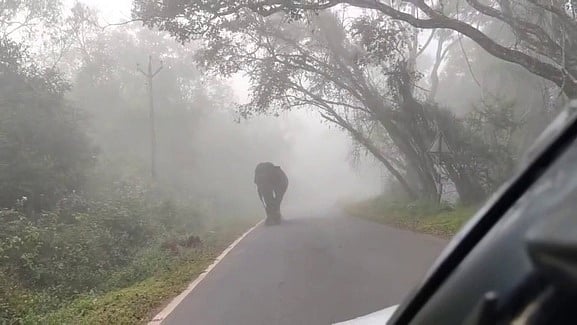 கோ்மாளத்தில் காரை வழிமறித்த காட்டு யானை