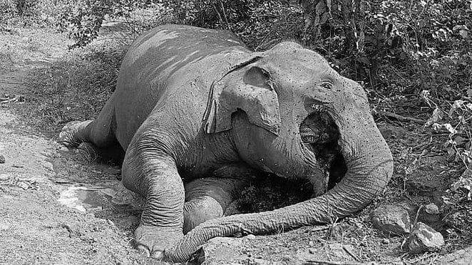 பழனி அருகே பெண் யானை உயிரிழப்பு