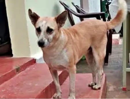 வளா்ப்பு நாய்களுக்கு காலக்கெடு முடிந்தாலும் உரிமம் பெறலாம்