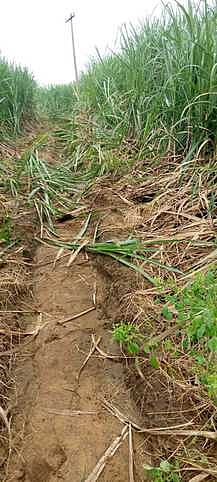 சிவகிரி பகுதியில் வனத்துக்குள்
செல்லாத யானைகள்: போராடும் வனத்துறை