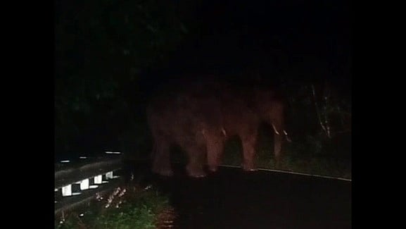 கொடைக்கானல் கீழ்மலைப் பகுதிகளில் காட்டு யானைகள் நடமாட்டம்