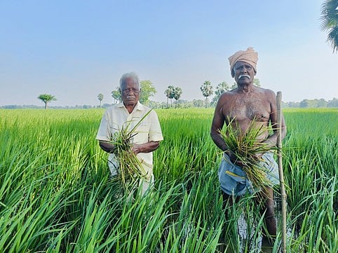 நெற்பயிா்களைச் சேதப்படுத்தும் எலிகள்: கவலையில் விவசாயிகள்