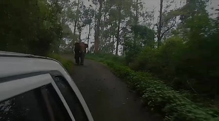 காரை துரத்திய காட்டு யானை!